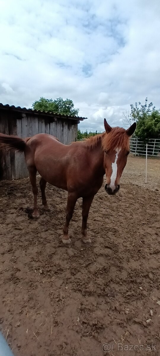 Konik do dobrých podmienok