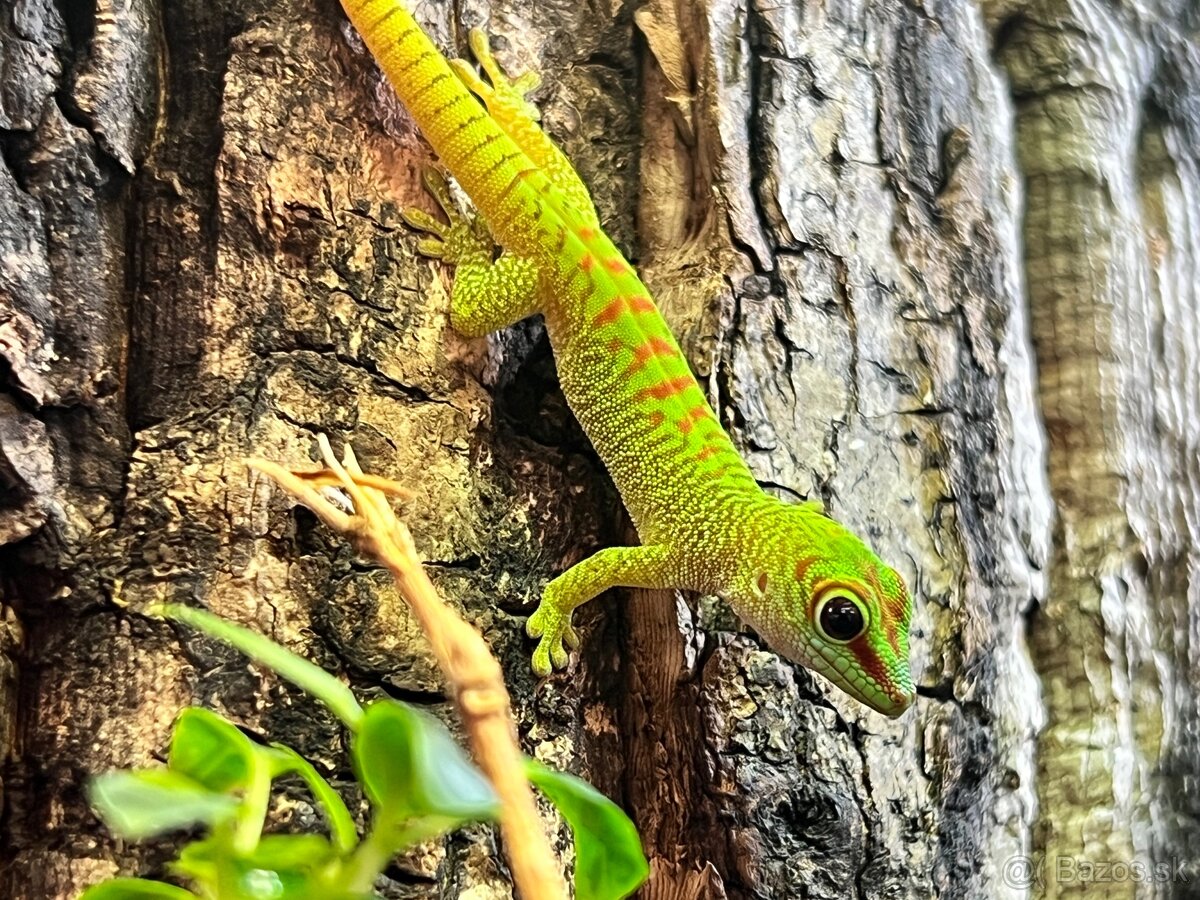 Felzuma madagaskarska