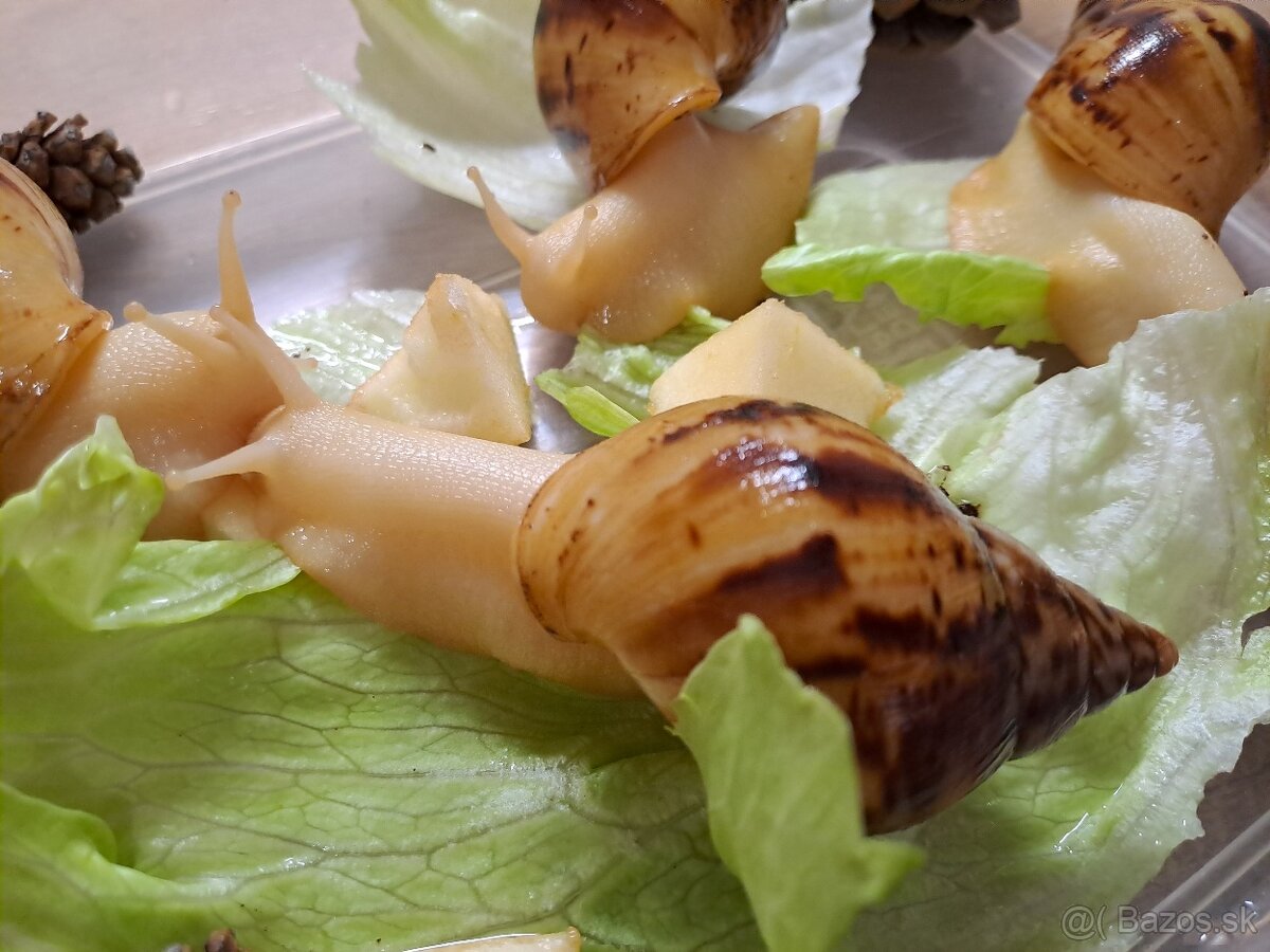 Africký slimáci Lissachatina  reticulata albinobody