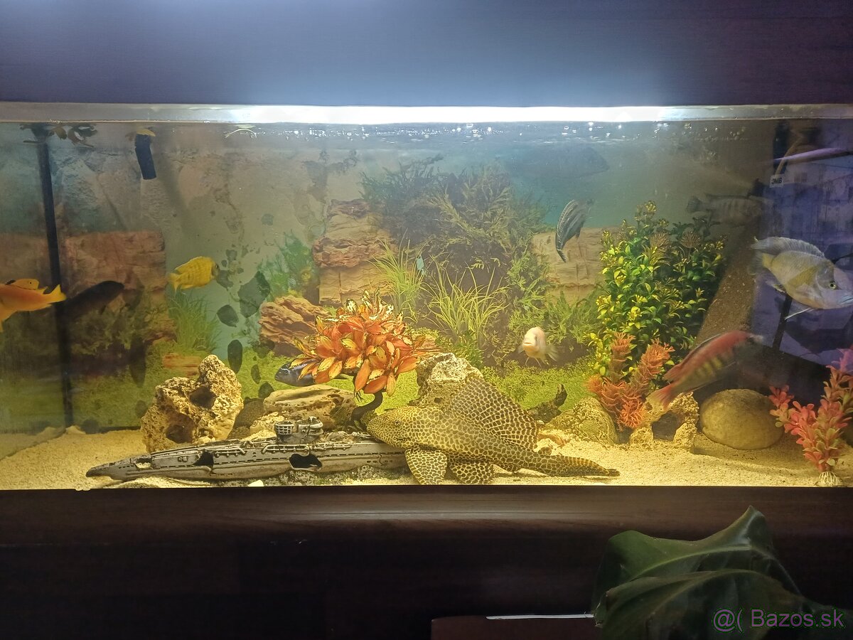Akvárium 300 L+ ryby