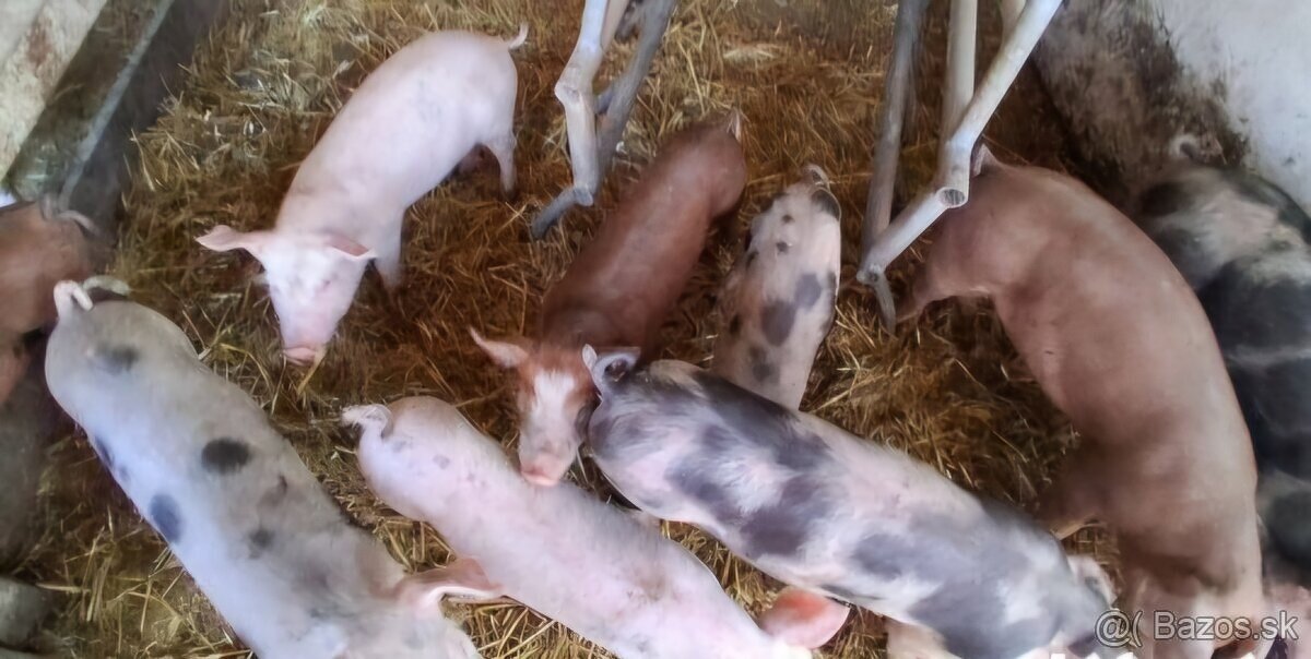 Prasiatka domáci chov