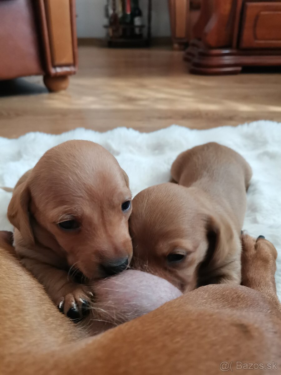 Jazvečík štandard   šteniatka