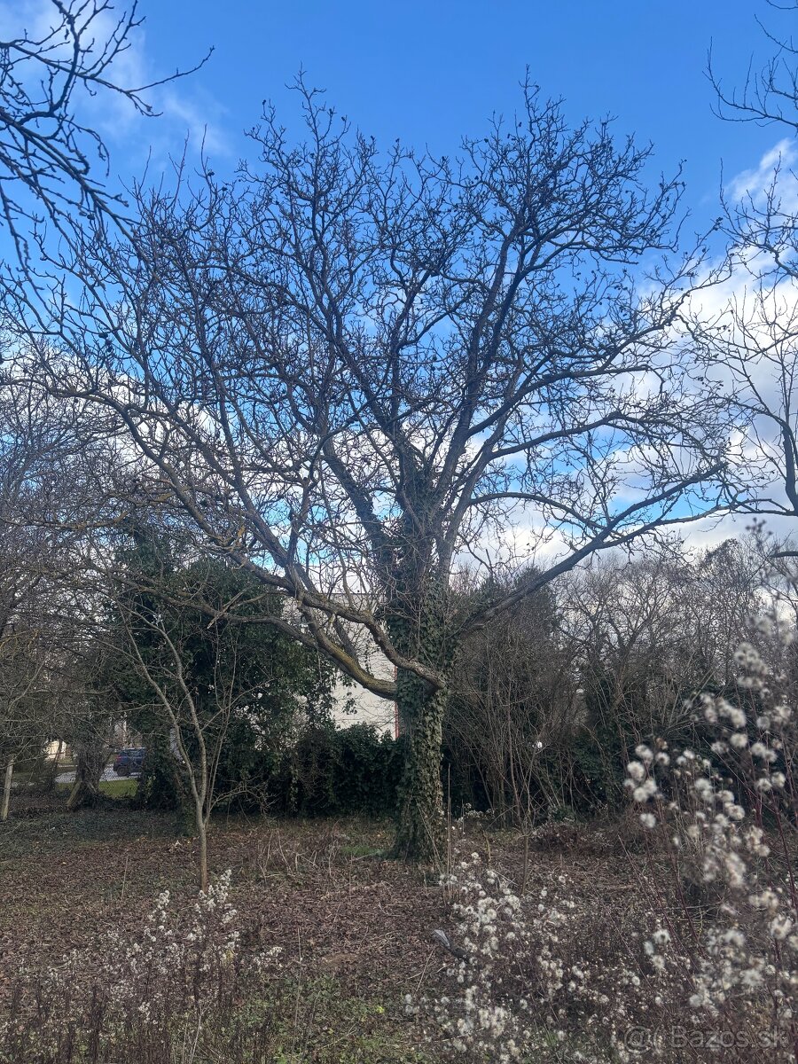 Predám stromy – na výrub 🌳🪓