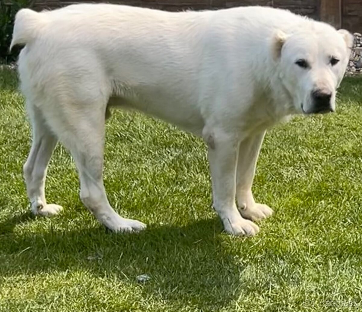 Stredoazijsky ovčiak Alabai