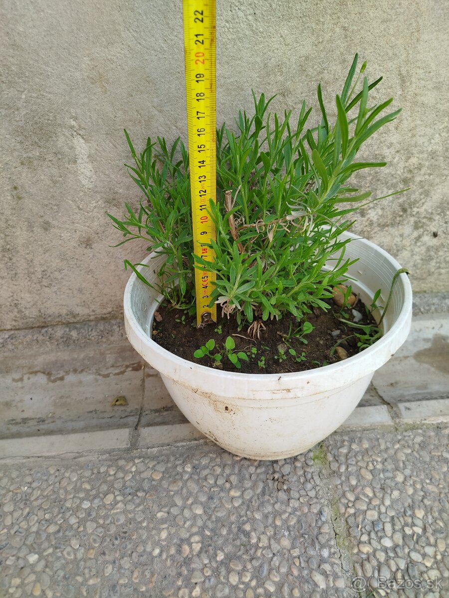 Levanduľa na terasu