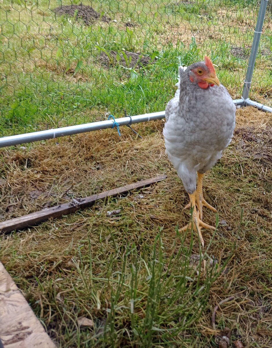 Kohútik dominant
