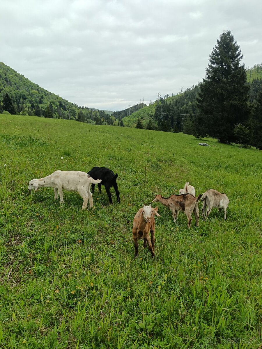 Kozliatka