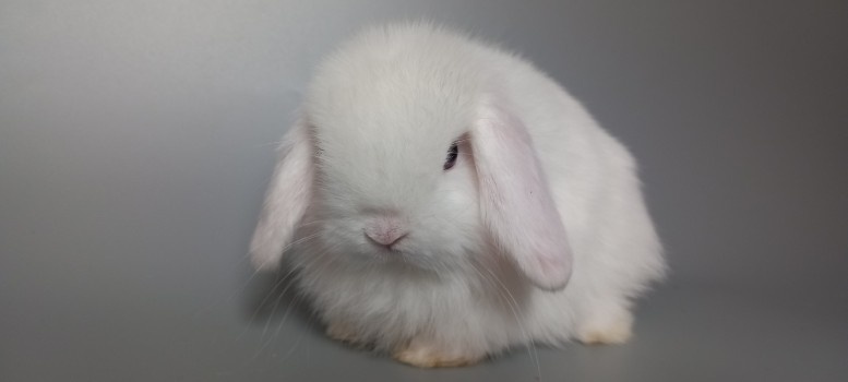 Mini Lop