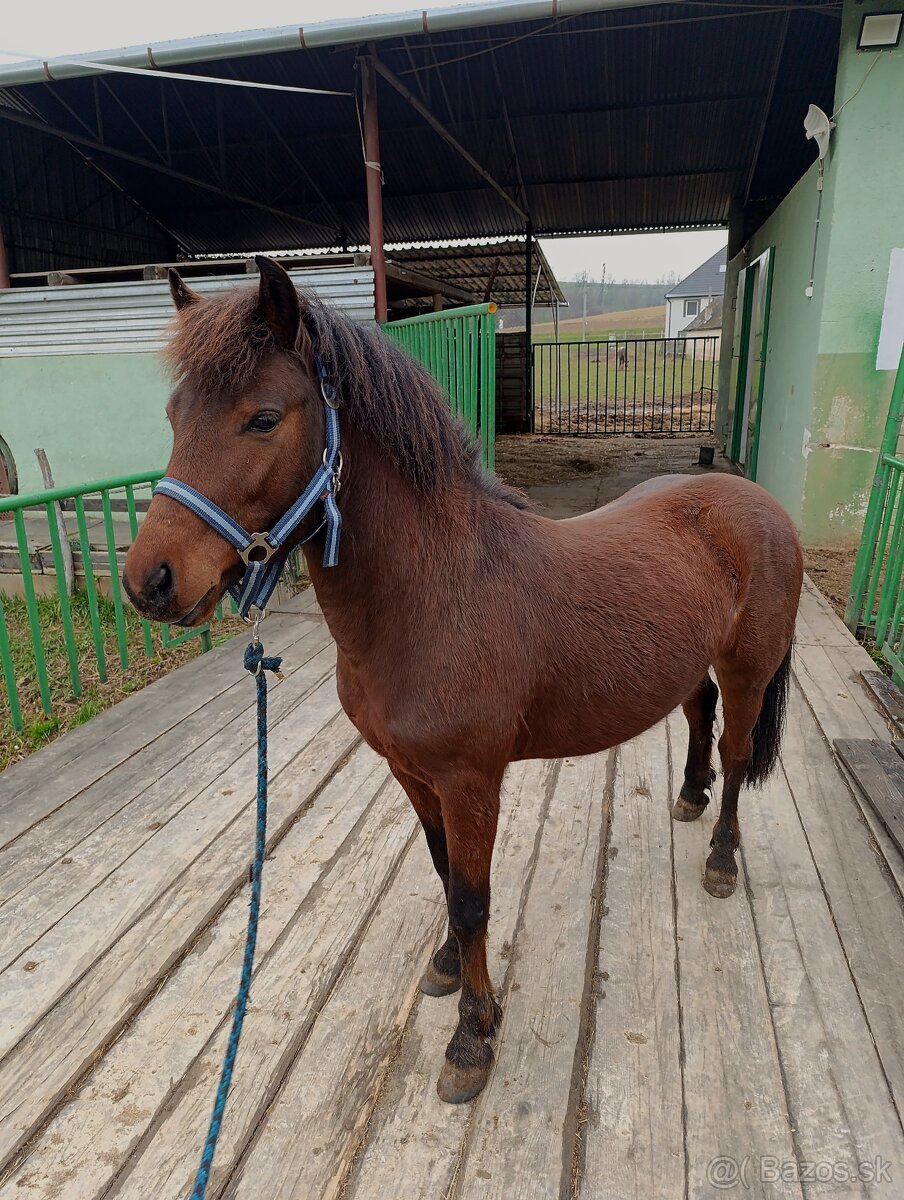 Poník