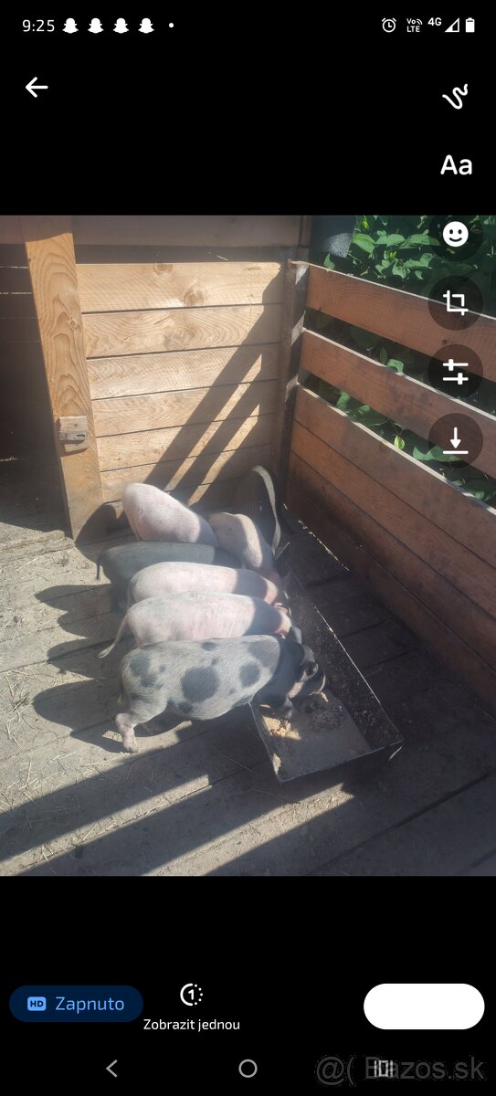 Svinki