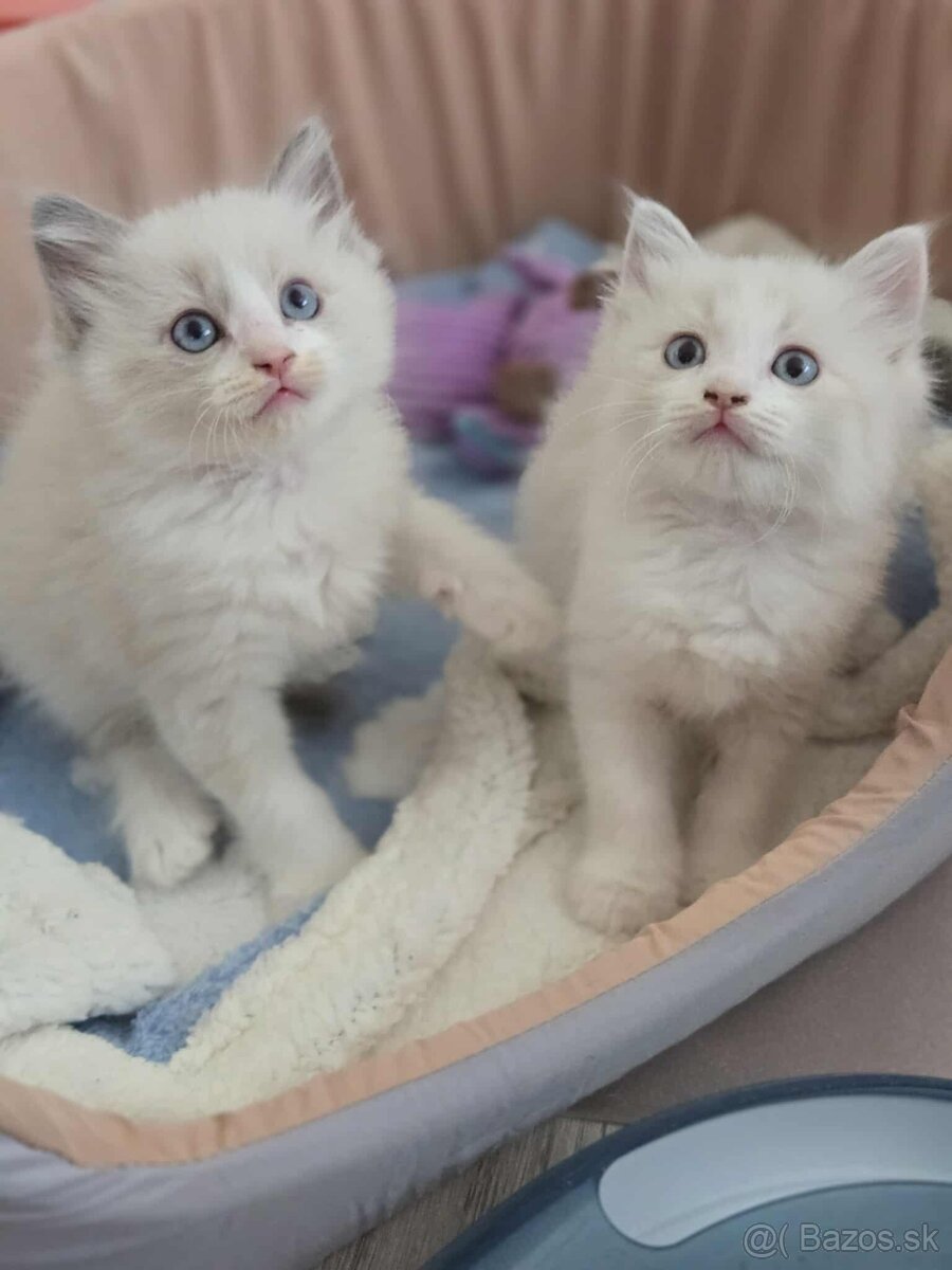 Ragdoll mačiatka