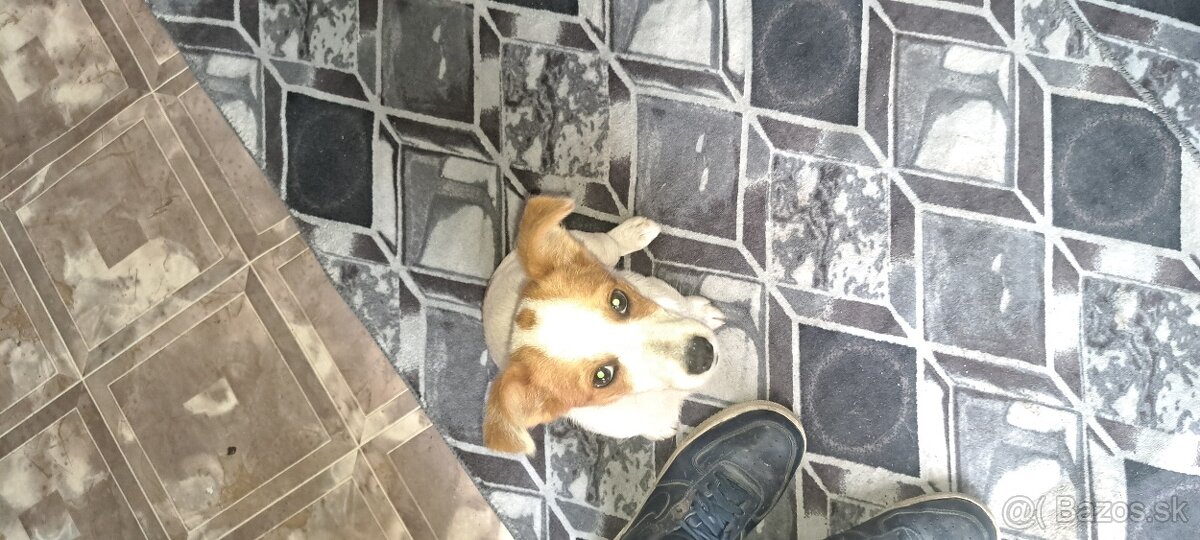 Predám jack russella