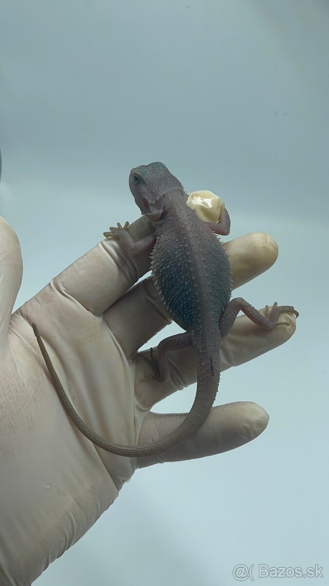 Agama bradatá – Zero (biela forma)