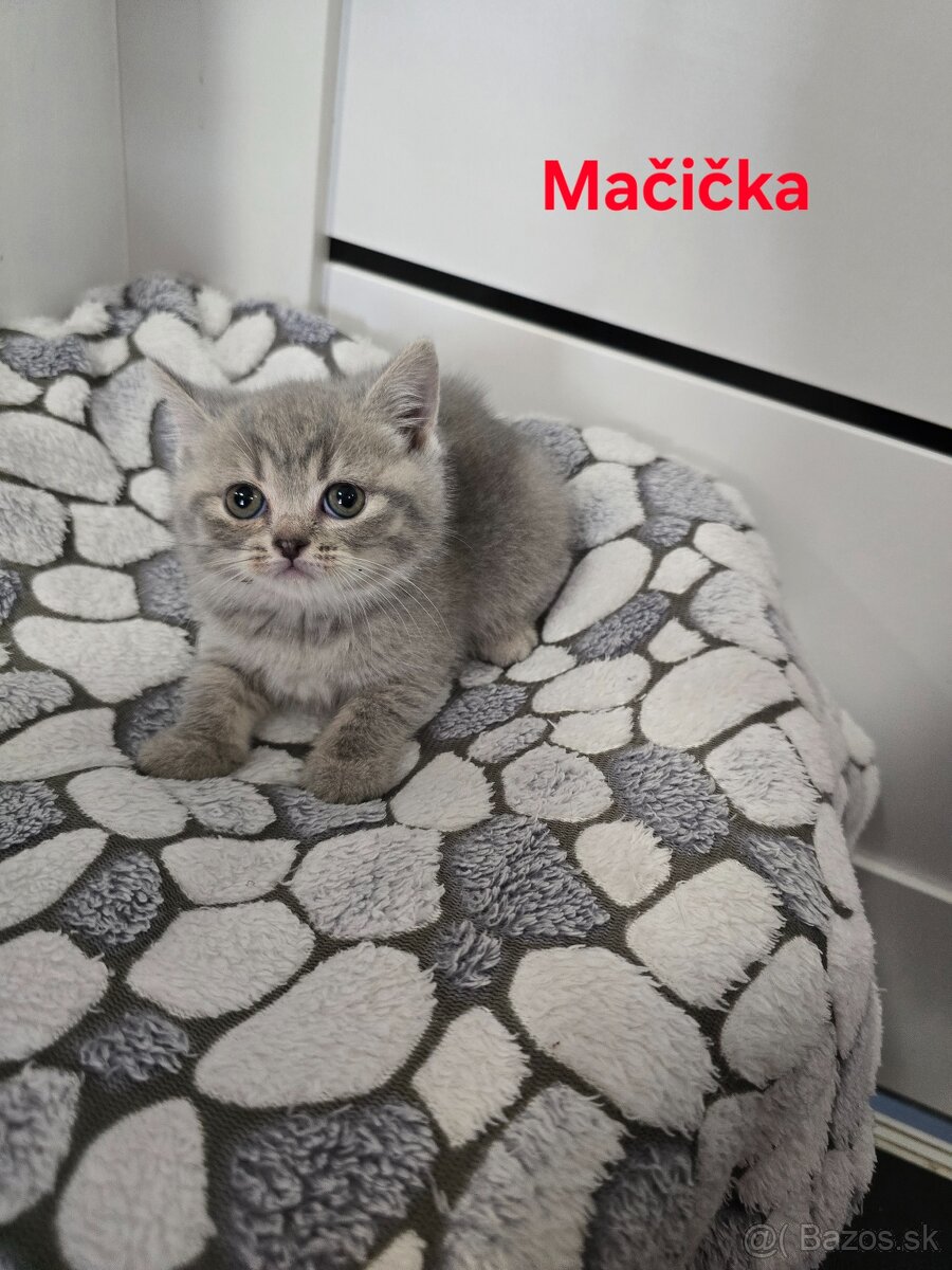 Škótske mačiatka