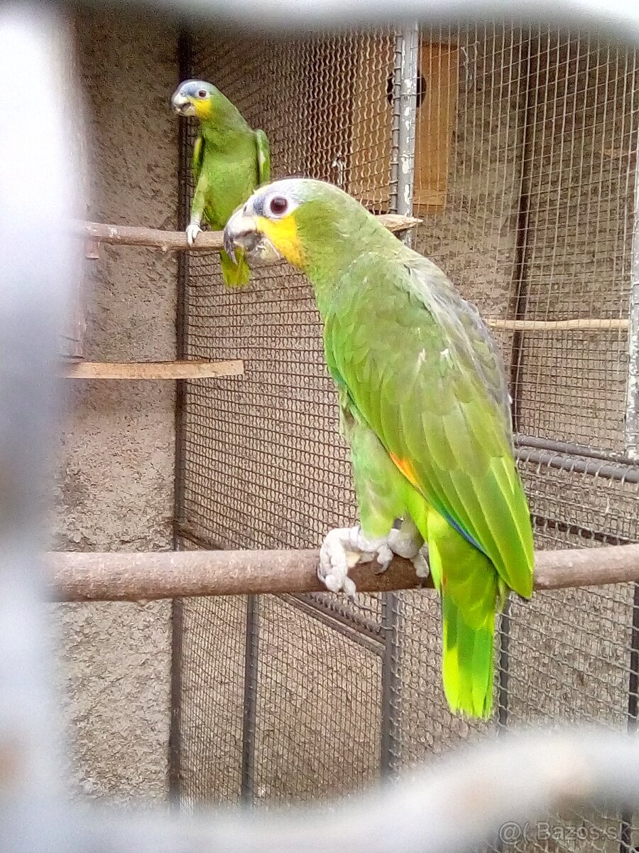 Amazonan venezuelsky,oranzovokridly