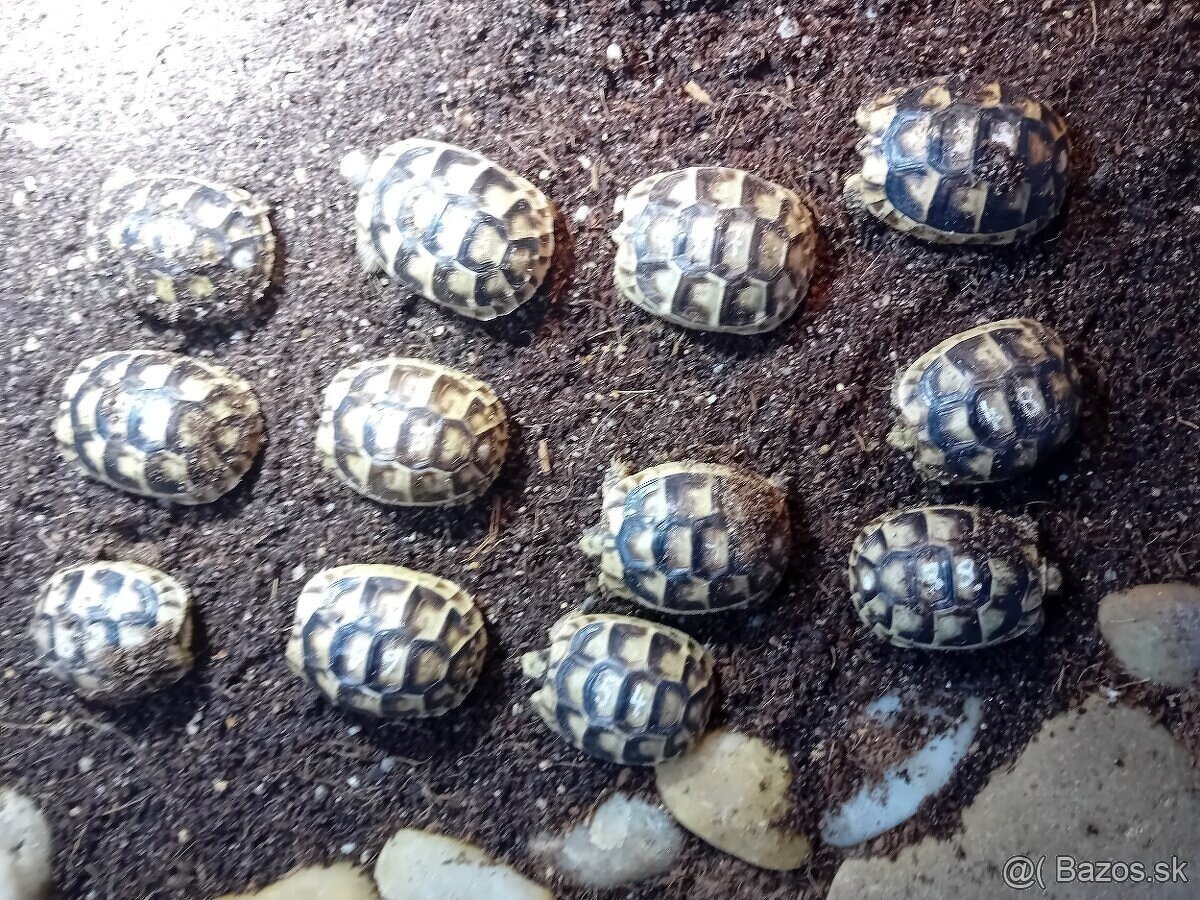 Predam malé suchozemske korytnačky testudo marginata