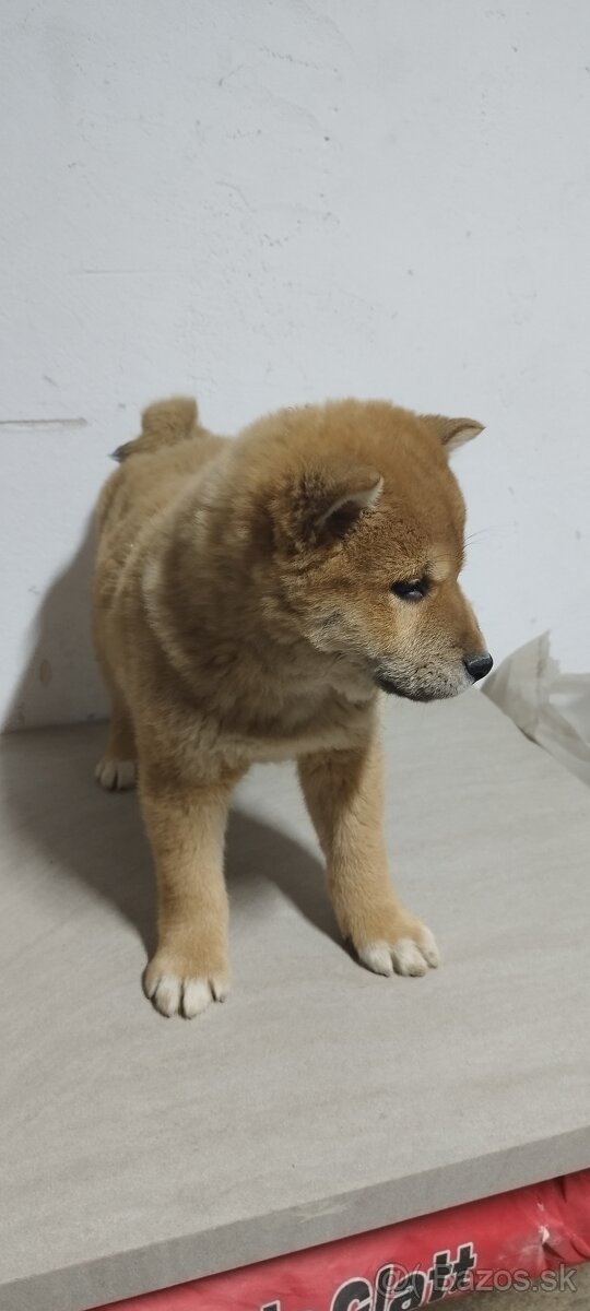 Shiba unu