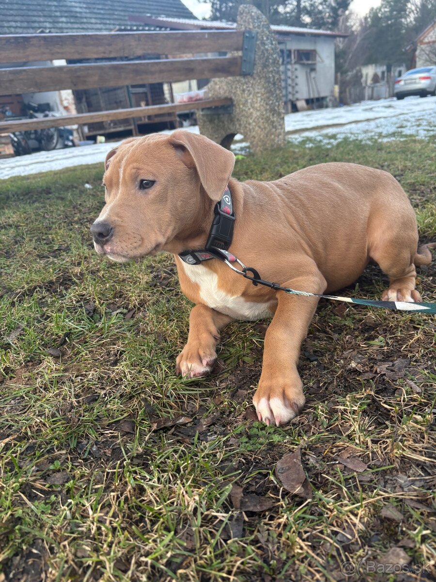 Americký stafordsirsky terier, Stafford, amstaf