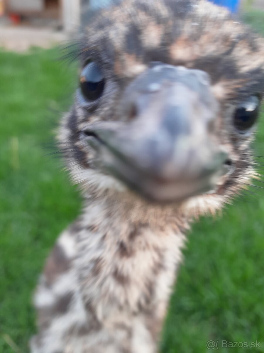 Pstros Emu Hnedy