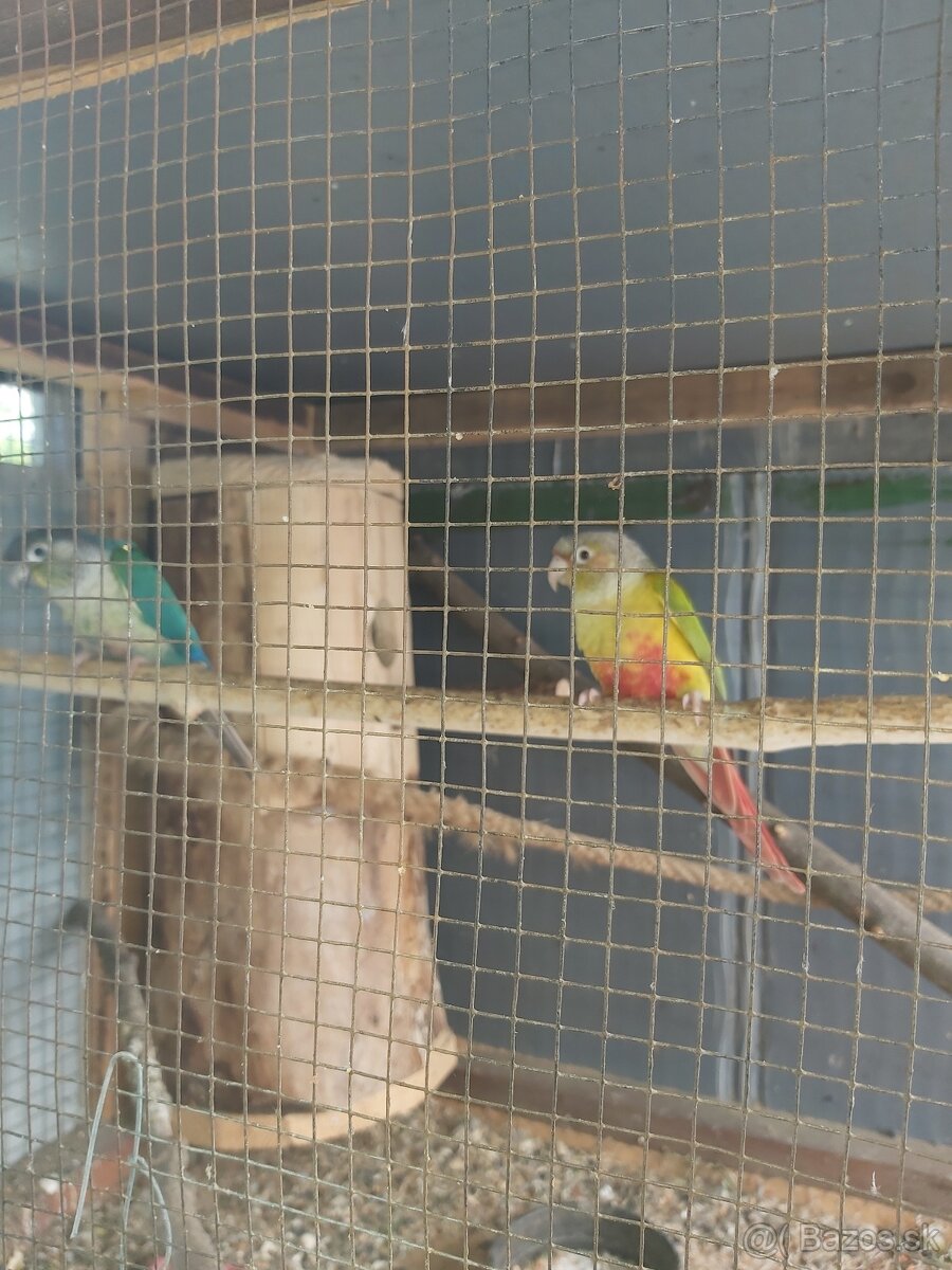 Pyrura