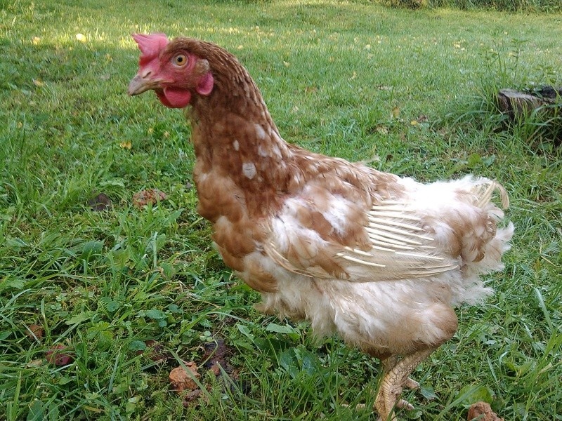 Ročné nosnice