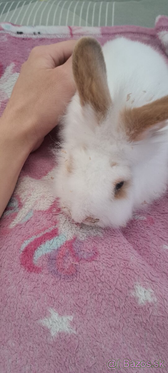 Predam mini kralika zakrpateneho