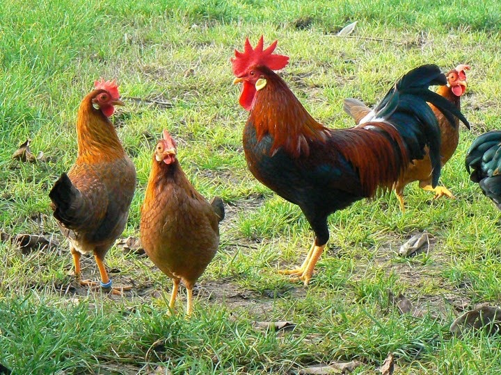Predám Kohúta Vlaška jarabičia