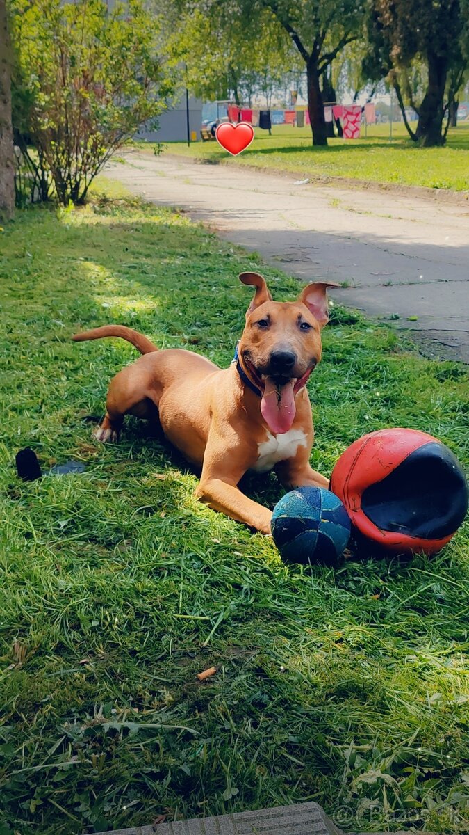 Bulterier x americký pitbull teriér