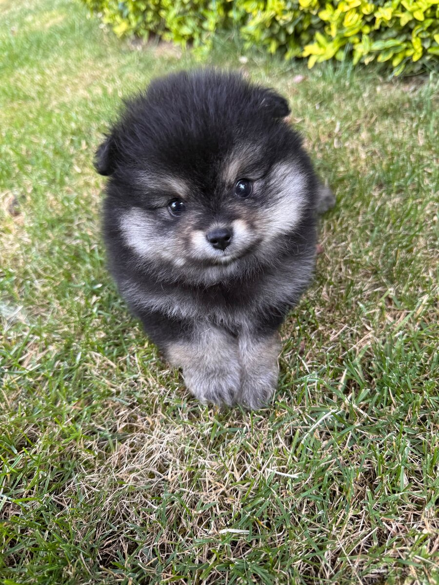 Špic Pomeranian Čierno pálená fenka
