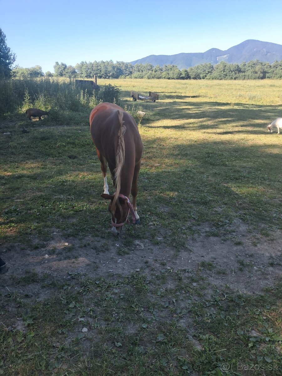 Predám pony kobylku 2rocnu kľudnej povahy