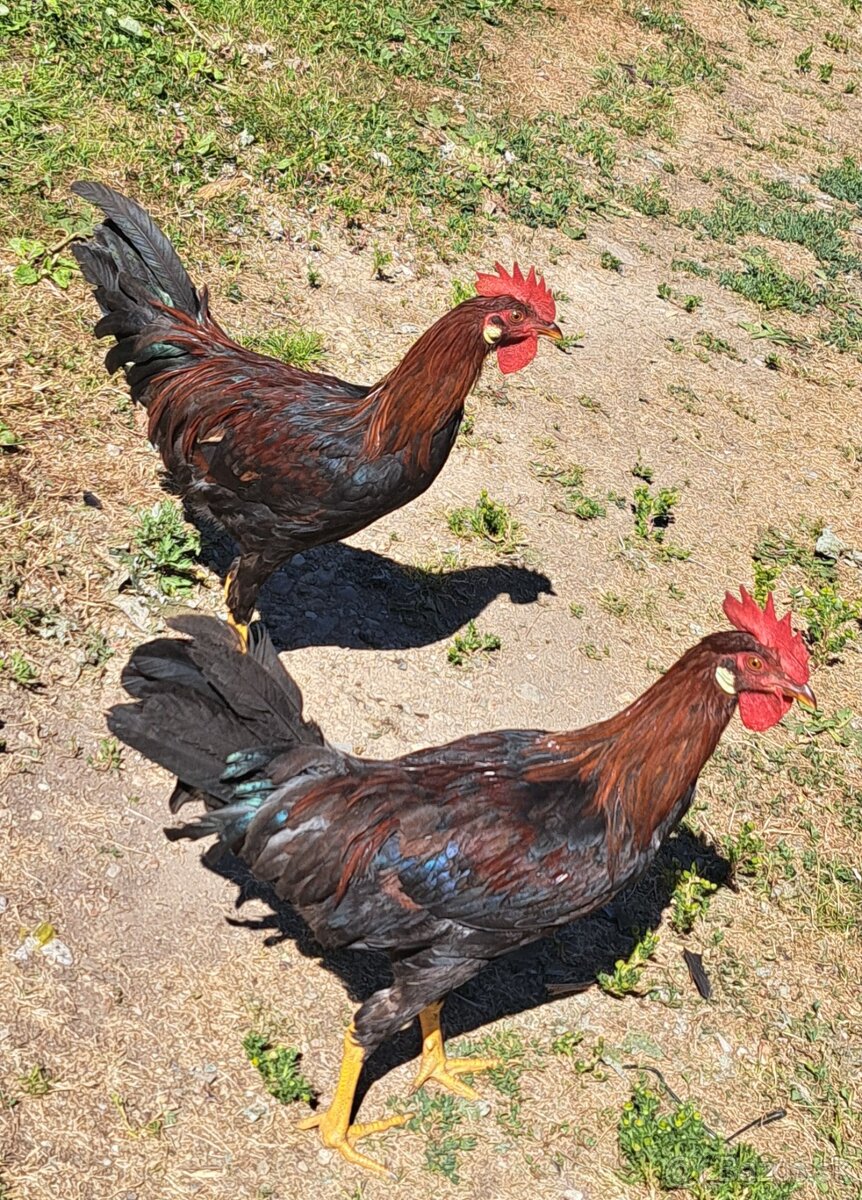 Kohuti