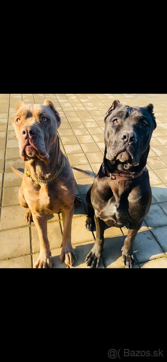 Pes Bandog Predaj