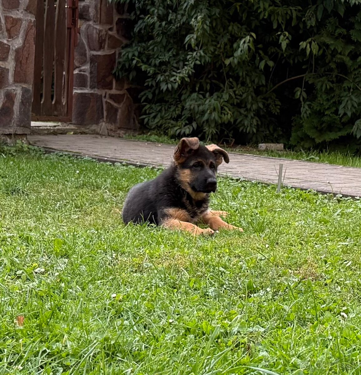 Nemecký ovčiak šteniatka