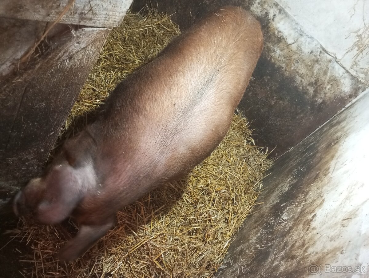 Predám jatocne osipane