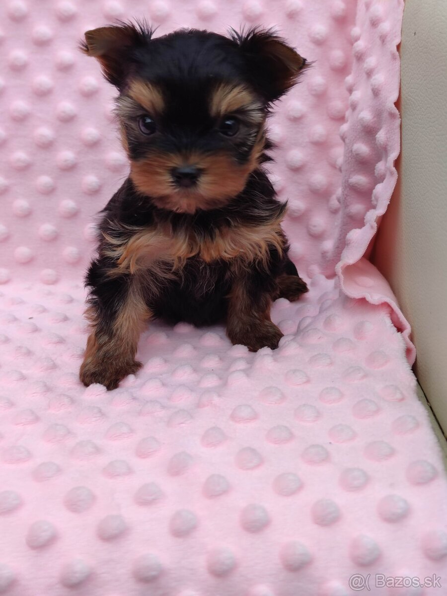 Yorkshire terrier
