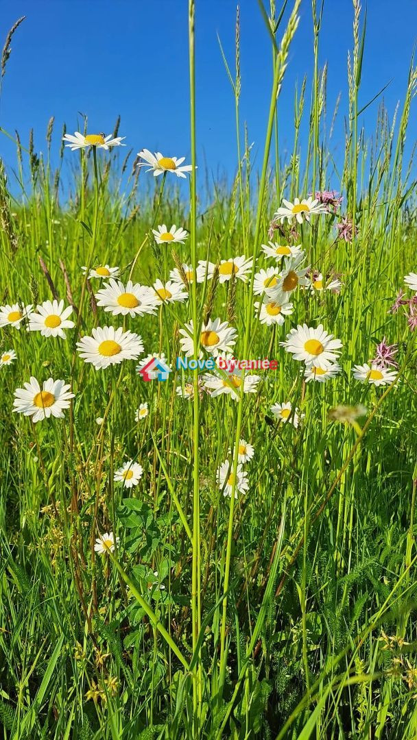 Na predaj pozemok, Zemplínske Hámre (N006-14-MABA)