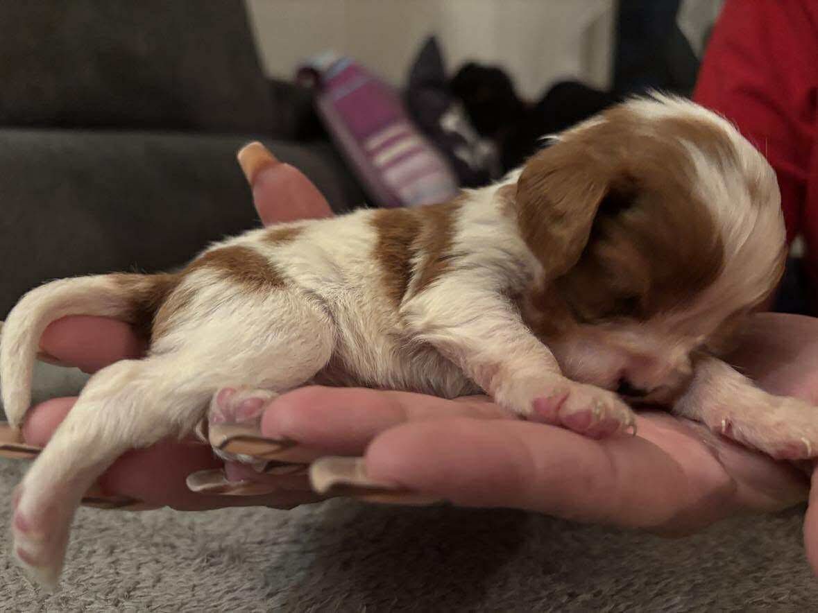 Cavalier King Španiel