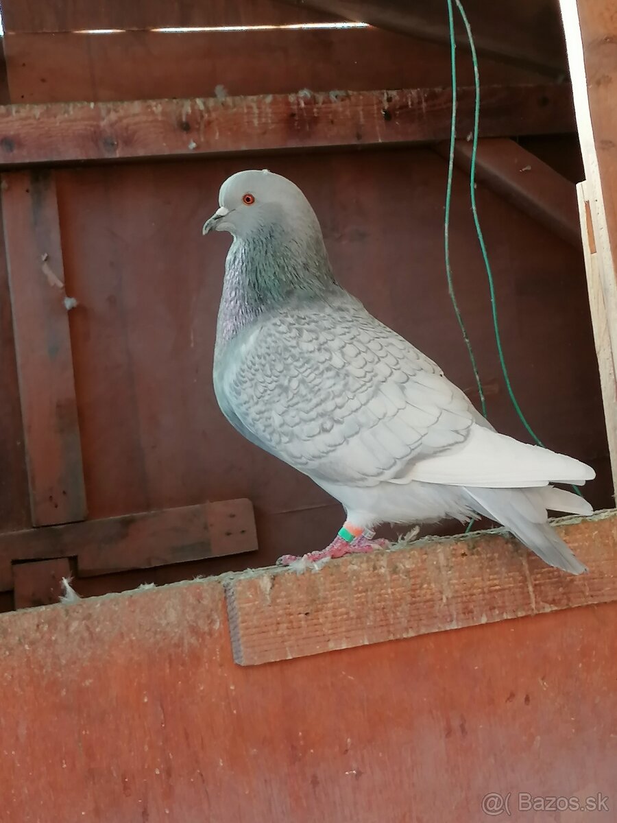 Poľský Rys Strieborný šupinatý