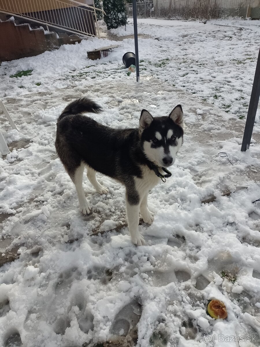 SIBIRSKY HUSKY