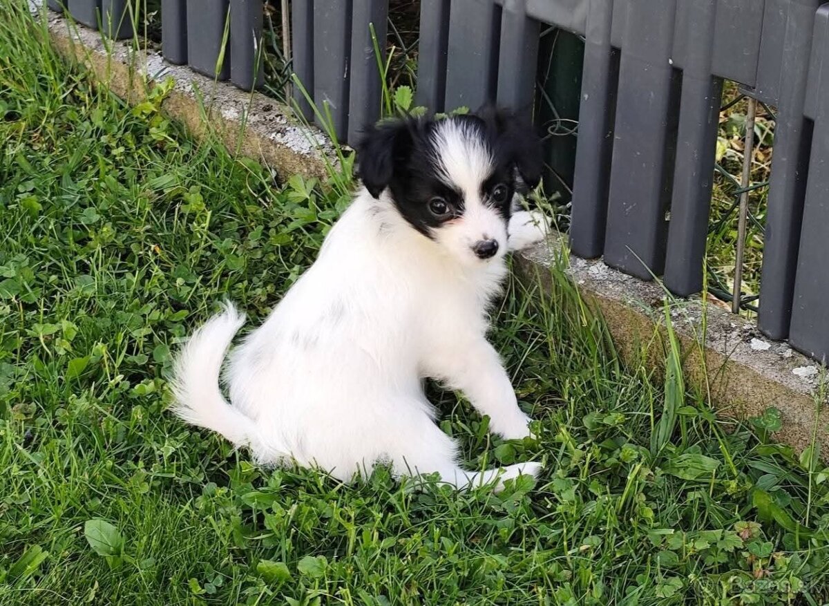 Fenka phalene s PP (papillon s ušima dolů)