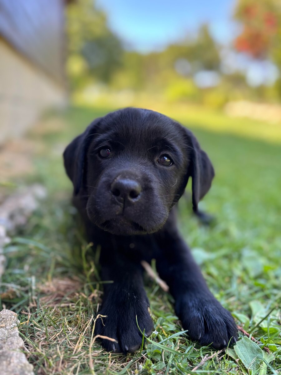 Labrador retriever
