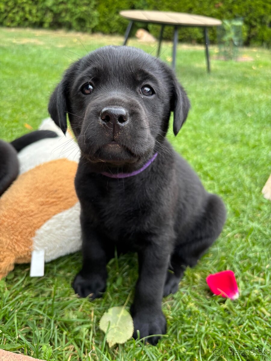 Labrador retriever