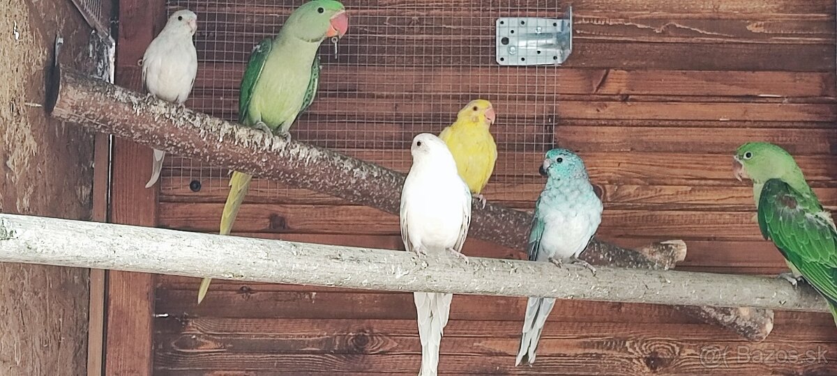 Kakarik,Spevave,Penant