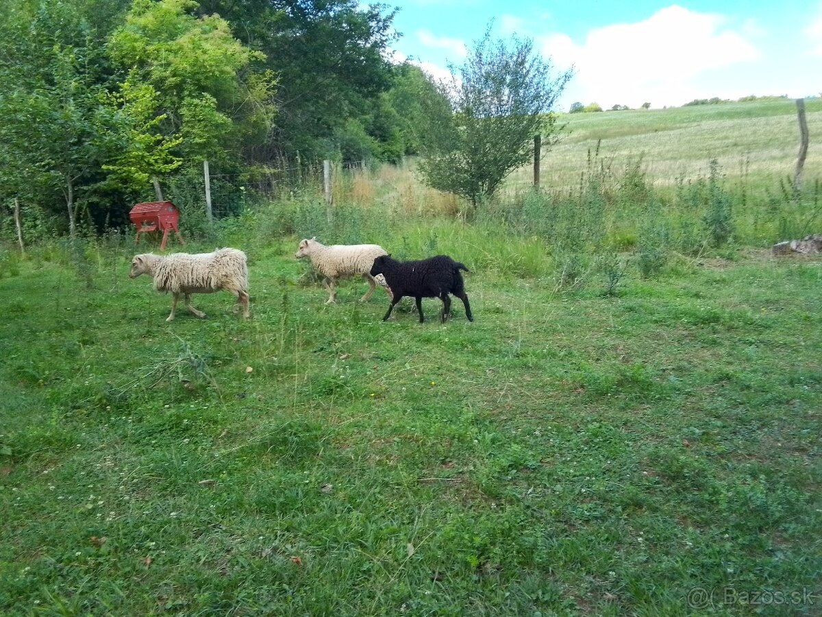 Predám quessantské mini ovečky