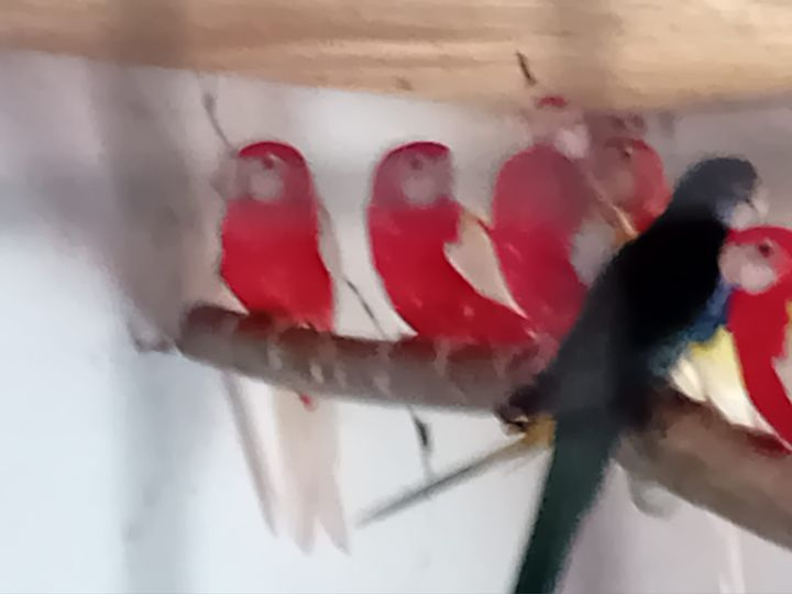 predam alebo vimena