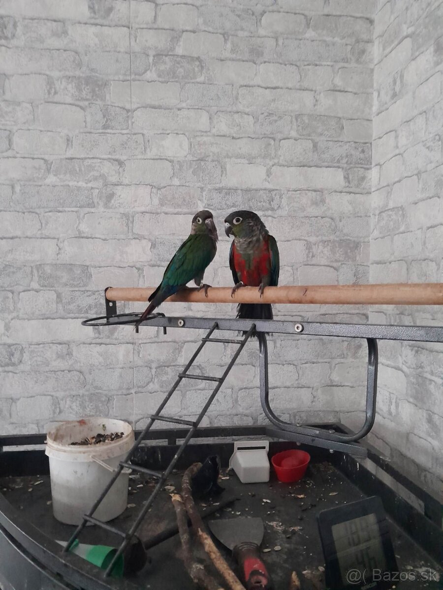 Pyrura perlata (červenobruchá)