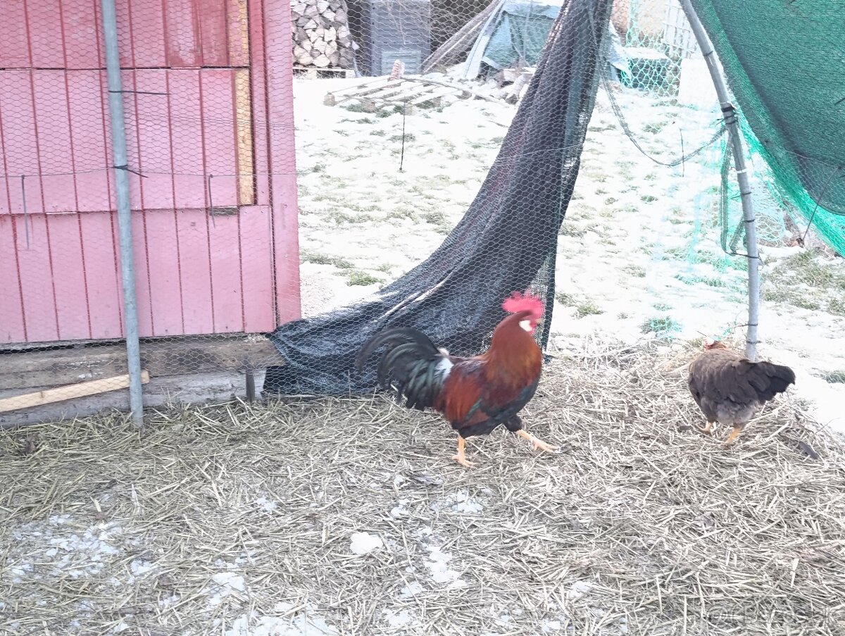 Predám kohúta Vlašky Jarabičej