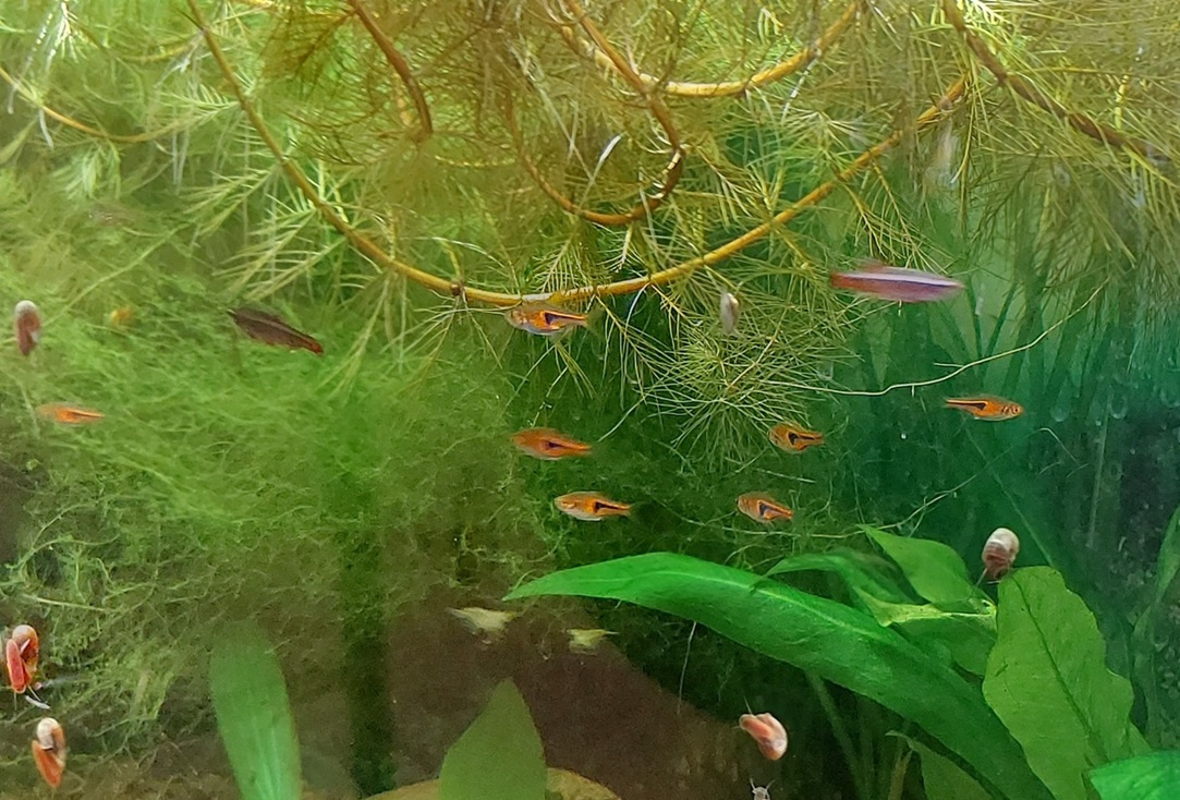 Akvarijné rastliny, Myriophyllum