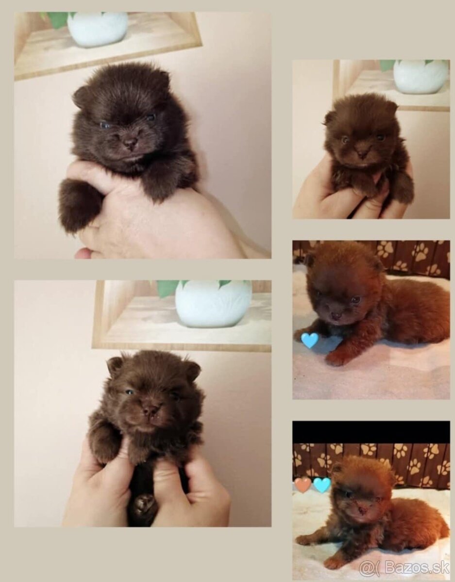 Šteniatka pomeranian špica čokoládové
