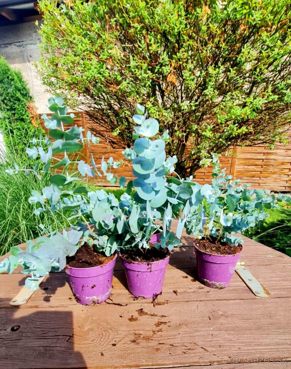 Eucalyptus Gunnii